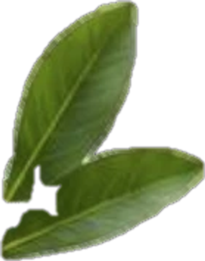 Two green leaves on a branch
