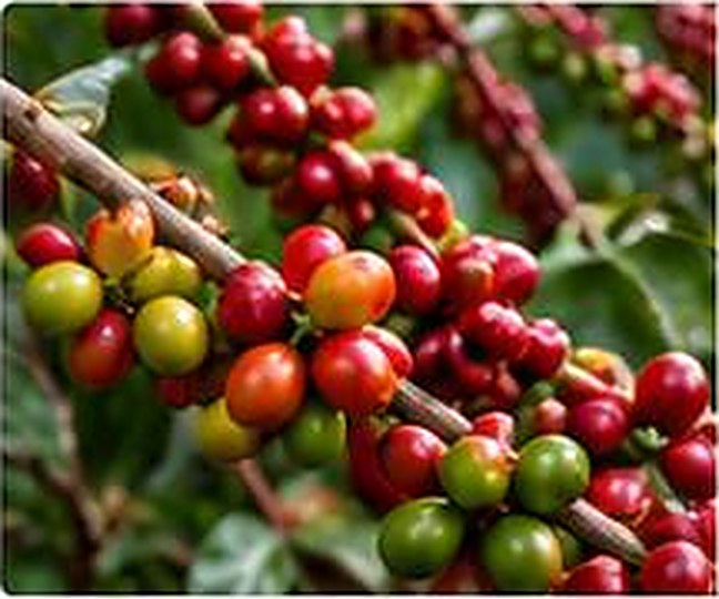 Ripe coffee cherries on the branch