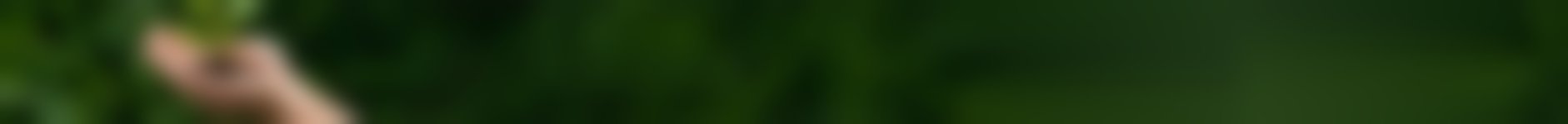 Blurred green foliage