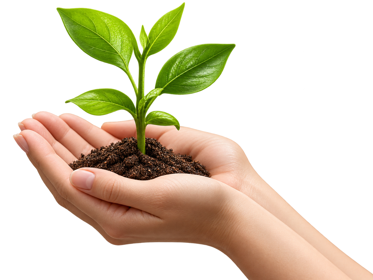 Hand holding a young seedling in soil