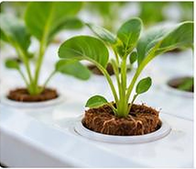 Seedling in a coir plug in a hydroponic system