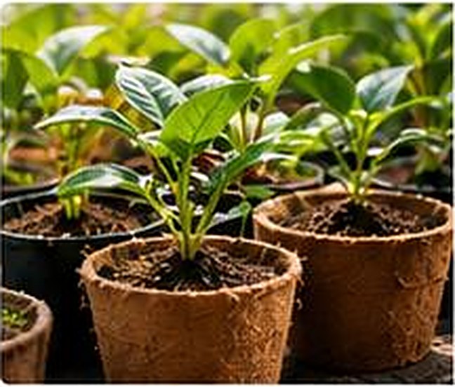 Seedlings growing in coir pots at a nursery