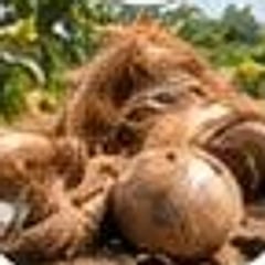 Whole coconut husks and raw coir fiber ready for sorting