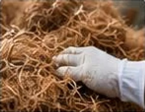 Gloved hand checking coir fiber quality