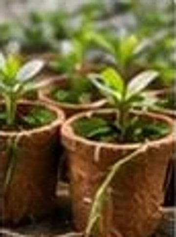 Seedlings growing in coir pots